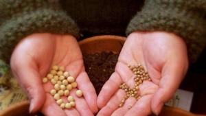 Семе българско