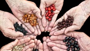 Семе българско