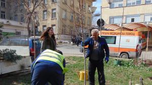 дръвчета засаждане