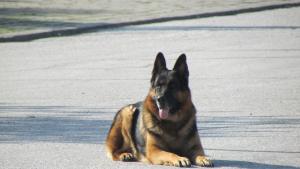 Полиейски кучета показват уменията си в базата на пловдивската полиция