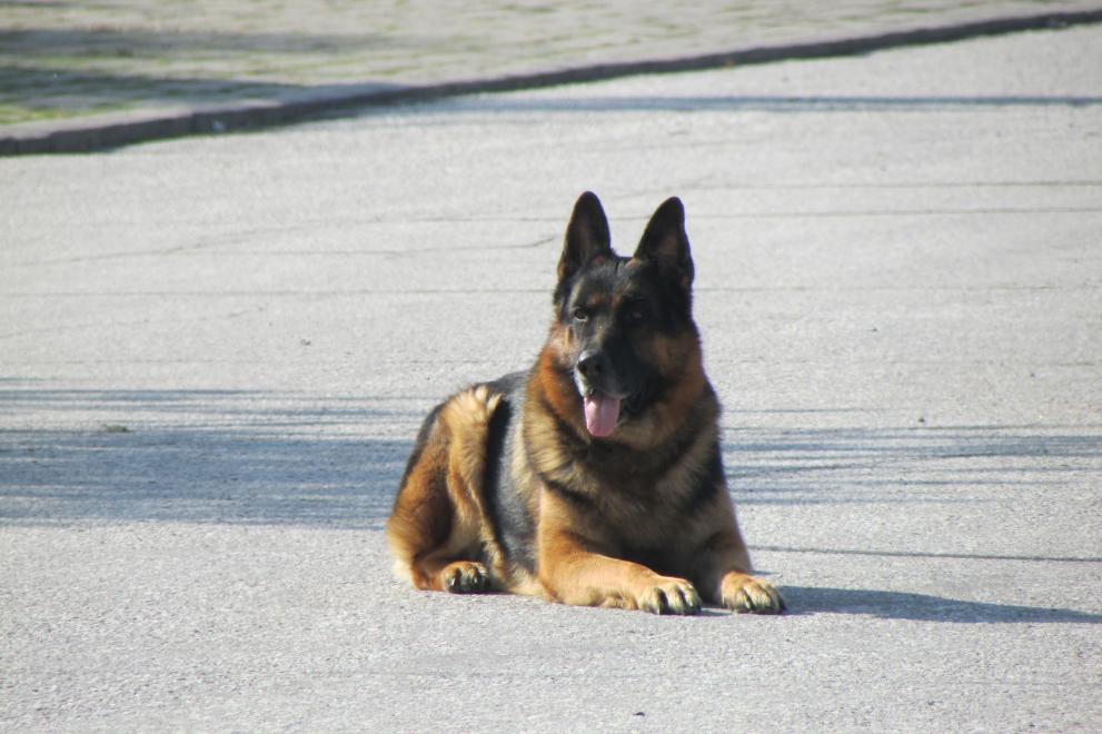 Полиейски кучета показват уменията си в базата на пловдивската полиция
