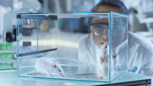 Учени излекуваха опитни мишки от алкохолизъм с помощта на лазер