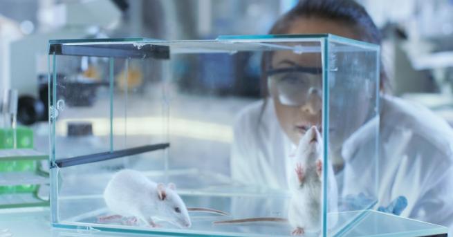 Американски учени от института Скрипс успяха да излекуват опитни мишки