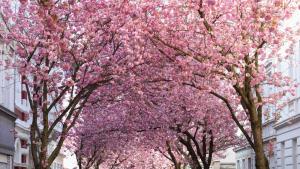 вишните сакура