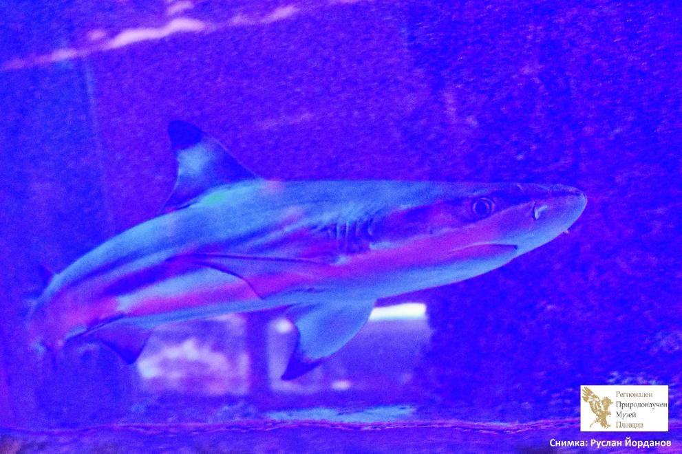 Природонаучен музей-Пловдив