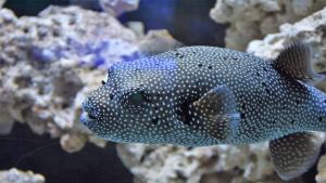 Уникален аквариум с морска вода и екзотични видове риби откриха