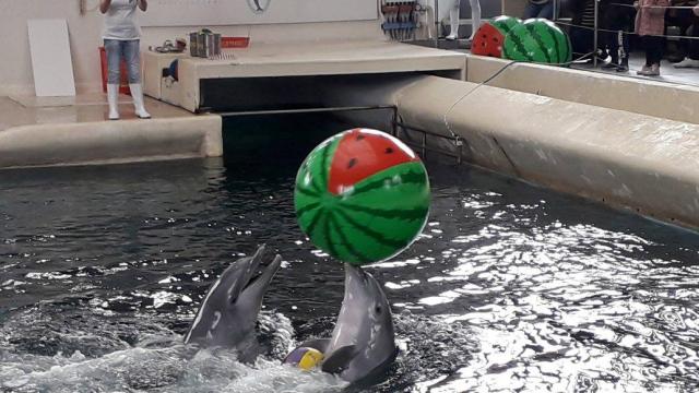 Бебе във водата: Семейството на делфините се увеличава (СНИМКИ/ВИДЕО)