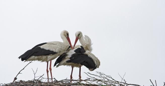 ЧЕЗ Разпределение България и  Българско дружество за защита на птиците