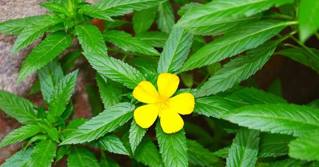 Дамяна е наричана божествена билка защото има много полезните свойства