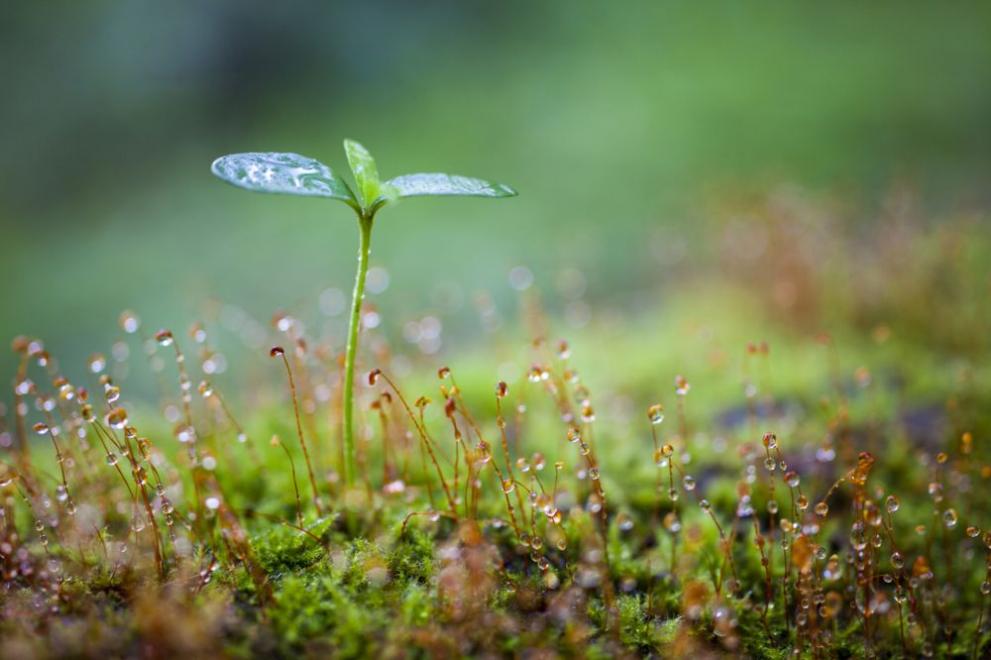  дъжд пролет дъждовно време прогноза 