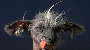 Чейс грозно куче Великобритания