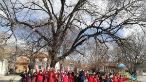 семейство бухали