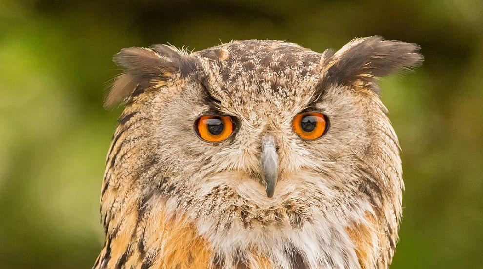 Коя птица покровителства месеца на вашето раждане