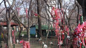 В зоопарка преброиха 2000 мартеници на мрежата на щъркелите