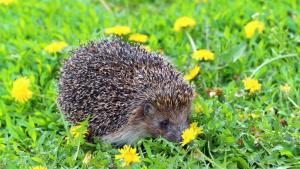 времето таралеж поляна