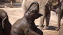 150-килограмово слонче се роди във френски зоопарк (ВИДЕО)