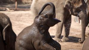 150-килограмово слонче се роди във френски зоопарк (ВИДЕО)