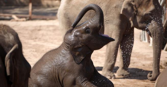 Рейнджъри се притекоха на помощ на 6 бебета слончета които