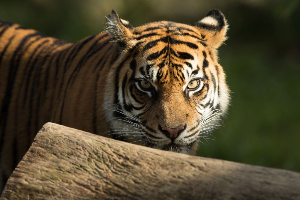 Зоопаркът в Сидни представи три малки тигърчета от изключително рядък подвид
