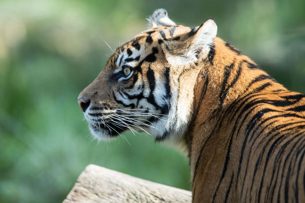 Зоопаркът в Сидни представи три малки тигърчета от изключително рядък подвид