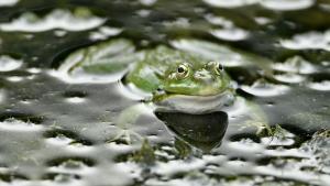 Бактерия, открита в червата на жаба, елиминира раковите тумори
