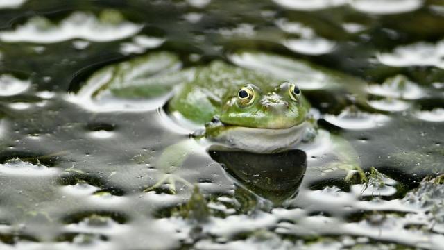 Бактерия, открита в червата на жаба, елиминира раковите тумори
