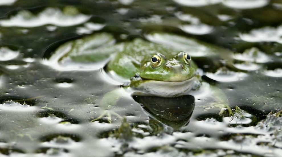 Бактерия, открита в червата на жаба, елиминира раковите тумори