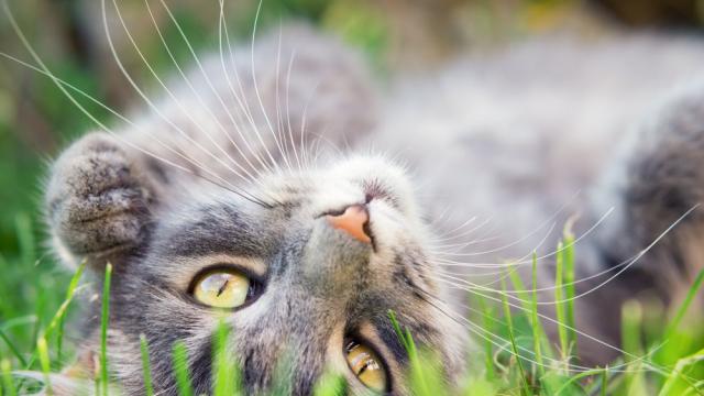 Защо казваме, че котката има девет живота?