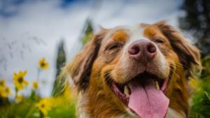 времето куче поляна