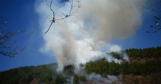 Задържаха за 24 часа 75 годишен мъж запалил гората край Благоевград