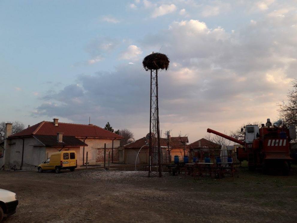  Щъркелите идват повече от 30 години в дома на семейство Чауш. 