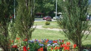 дървета цветя