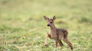 сърничка Бамби