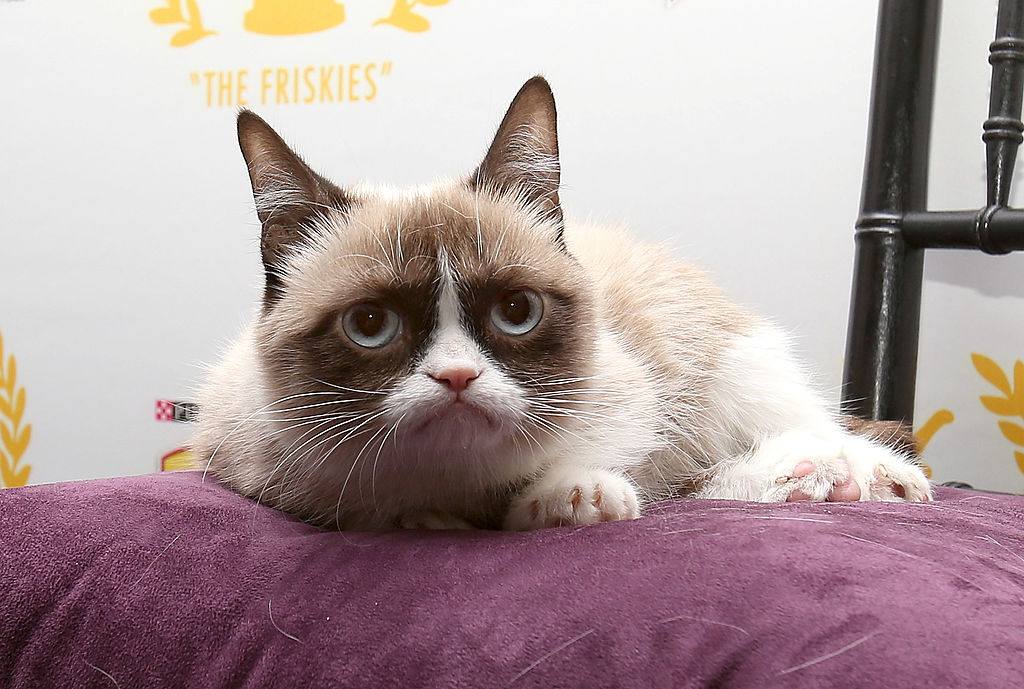 Grumpy Cat