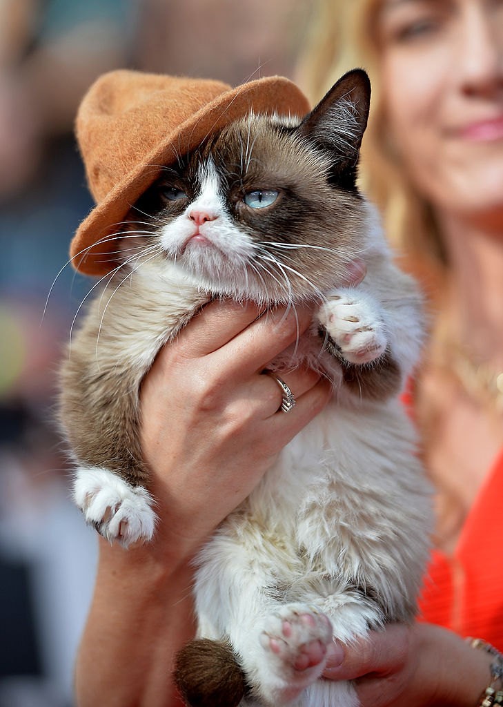 Grumpy Cat