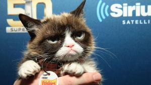 Grumpy Cat