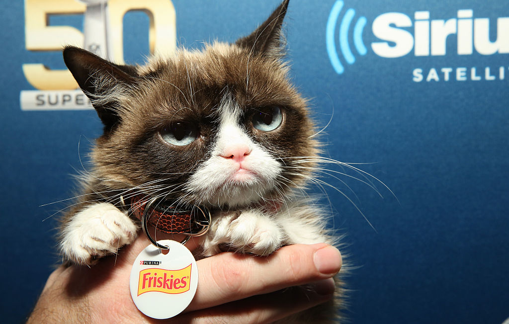 Grumpy Cat