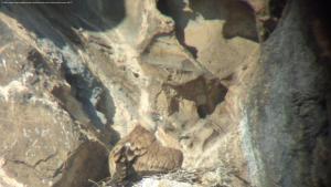 лешояди Врачански Балкан