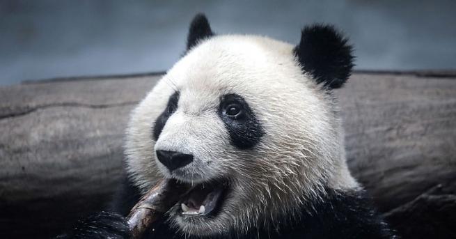 Тян Тян единствената женска от вида Голяма панда във