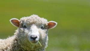 За броени часове разкриха кражба на овце съобщиха от полицията