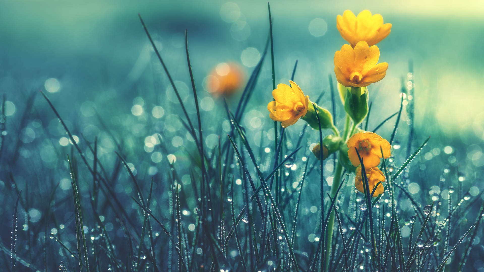 През нощта валежите ще спират и облачността временно ще се