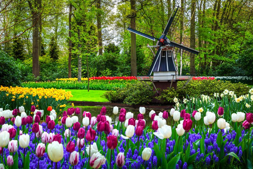 Известният цветен парк Кукенхоф в Лисе, Холандия, е задължителна дестинация през пролетта. Кукенхоф е най-голямата цветна градина в света и определено си заслужава да бъде видяна поне веднъж, особено през пролетта.