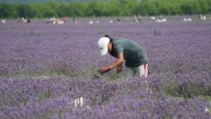 земеделие нива