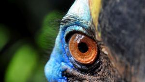 опасна птица казуар