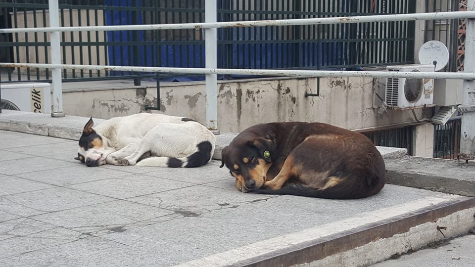 бездомни кучета