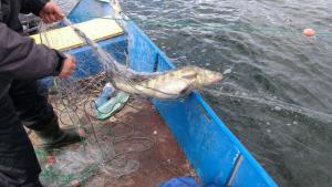 риба язовир