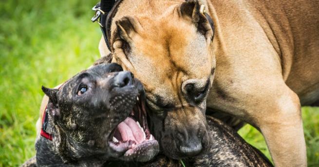 Продължава разследването след акцията срещу организирането на нелегални боеве с