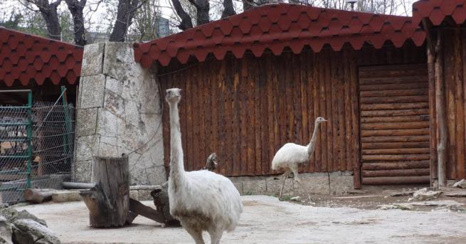 Започва проверка в зоокъта в Хасково след смъртта на две