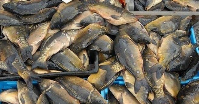 Тонове мъртва риба бяха открити в река Искър близо до