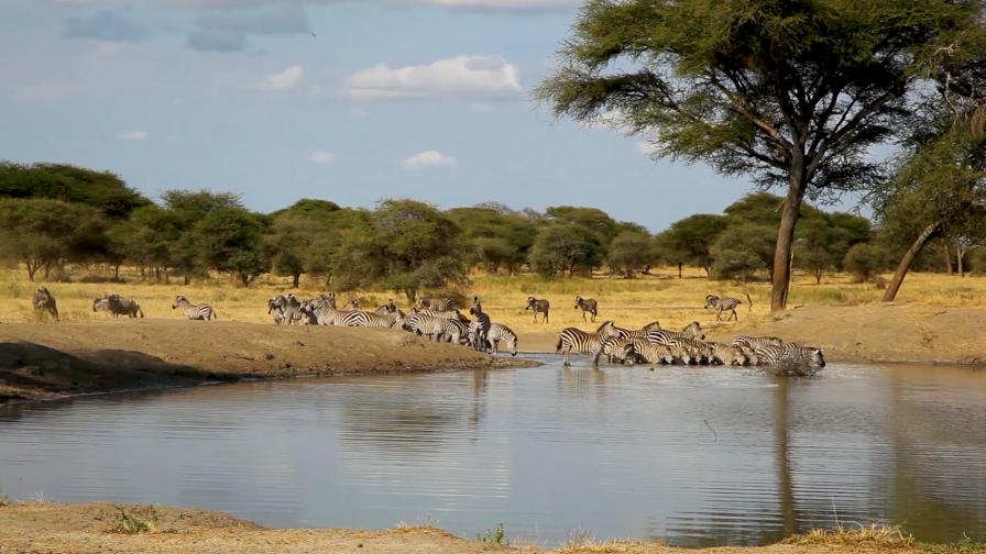 сафари в Африка